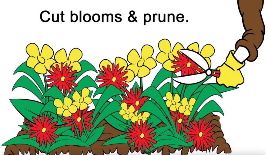 Cut blooms and prune