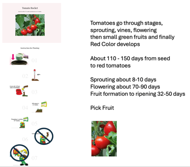 Tomato Rocket - Flower Power