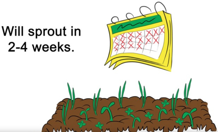 Sprout